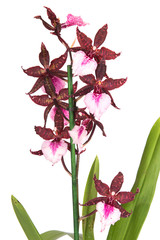 cambria orchid