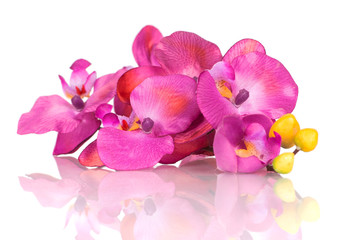 Fototapeta premium plastic orchid plant