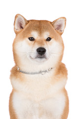 shiba inu dog portrait