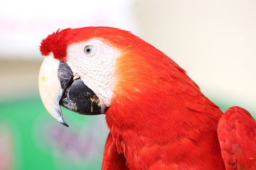 Close up scarlet macaw