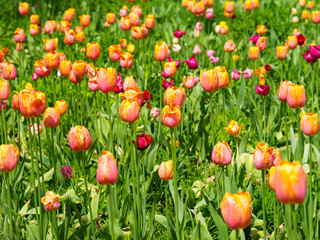 Tulpenfeld Keukenhof