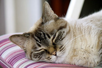 Gatto