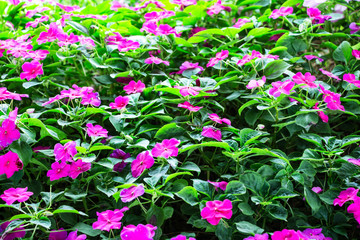 Beautiful impatiens flowers