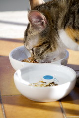 Gatto che mangia