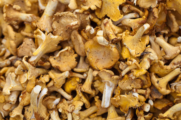 Tasty chanterelles cutted in a summer forest