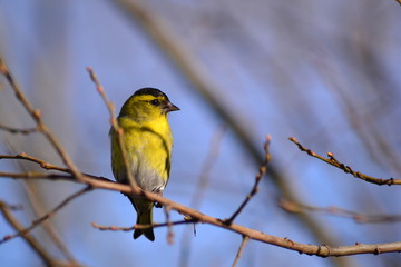 titmouse sitting on a branch