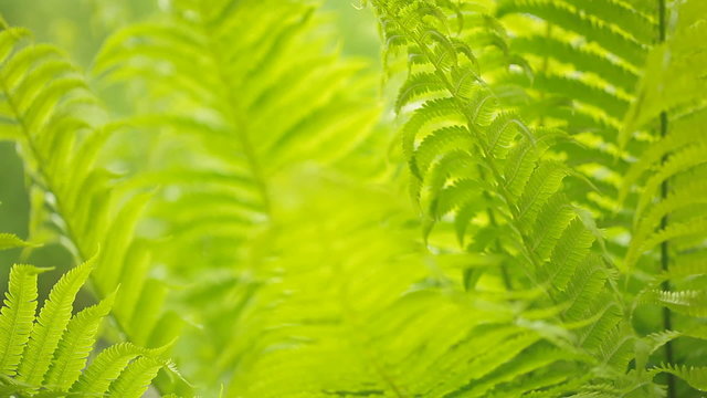 close-up view of a fern waved by the wind, HD 1080p