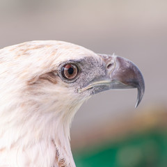Powerful Bald Eagle Looks On