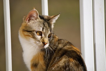 Gatto