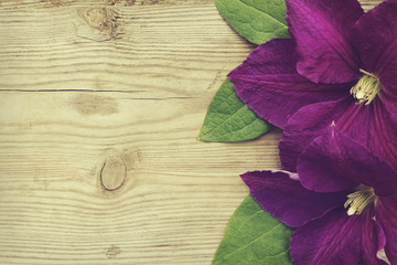 Purple Clematis with green leaves on wooden background