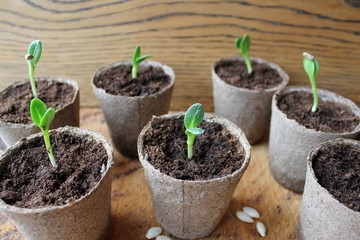 Young fresh seedling