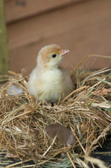 Putenküken (Meleagris gallopavo) im Nest