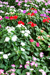 Beautiful impatiens flowers