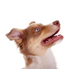 Australian Shepherd Welpe im Profil