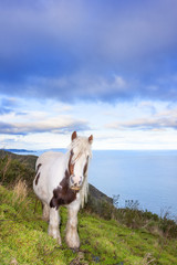 White and Brown horse on the mountain