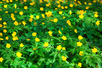 yellow buttercup flower the spring (Potentilla recta) - obrazy, fototapety, plakaty