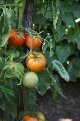 Tomates