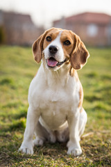 Portrait cute beagle puppy dog looking