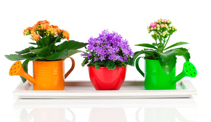 blue campanula and kalanchoe Calandiva flowers, on white backgro