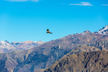 Naklejka na ściany i meble Latanie nad Kanion Colca Condor, Peru, Ameryka Południowa