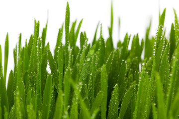 Fototapeta na wymiar Fresh Green Grass with Drops Dew, on white