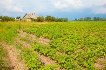 potato field and farmhouse. Village life.