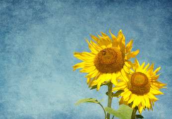 Two sunflowers against the blue sky.  Added paper texture.