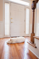 Dog waiting at the front door