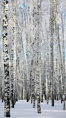 Winter birchwood