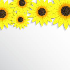 Beautiful background with sunflowers