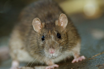 Close up of big Brown Rat standing still on concrete floor. - 61786379