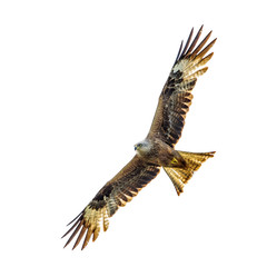 Bird of prey isolated on white