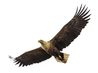 Photo sur Plexiglas Aigle Énorme aigle en vol isolé sur blanc