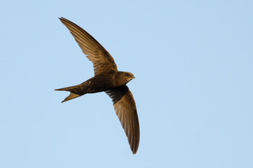 Swift in flight on blue sky background - 61786387