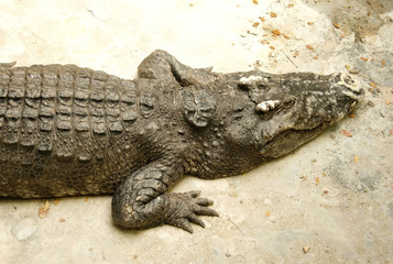 Fototapeta premium crocodile or alligator in the zoo