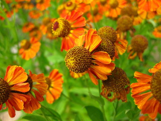 Цветущая гайлардия