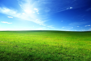 Obraz na płótnie Canvas field of spring grass
