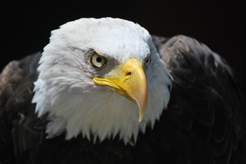 Aquila reale