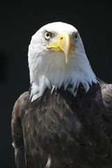 Aquila reale