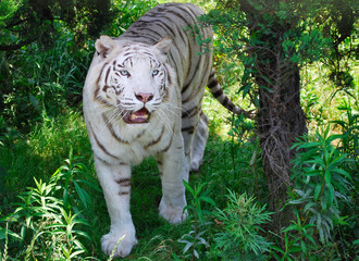 Tigre bianca