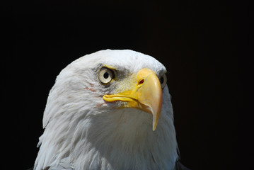 Obraz premium Aquila reale