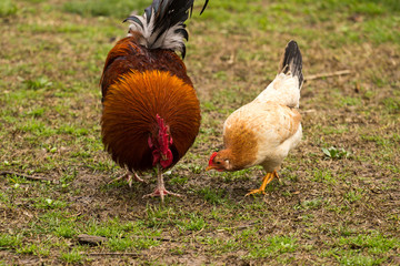Gallo
