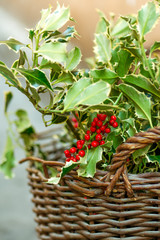 Christmas Holly in the basket on the market.
