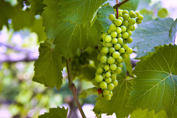 Grappe de raisin dans le vignoble bordelais