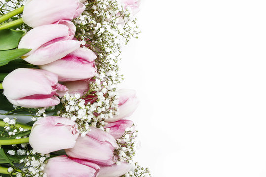 Beautiful pink and white tulips isolated on white background. Co