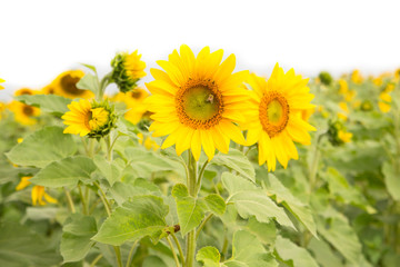 Fototapeta premium close up Beautiful sunflowers in the field