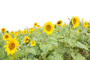 Blooming field of a sunflower