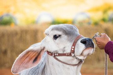 Beef cattle judging contest