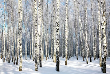 Foto op Plexiglas Winter berkenhout in zonlicht © Elena Kovaleva