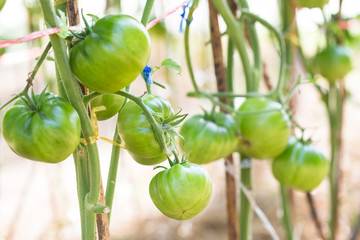 Green tomatoes, Agriculture concept.